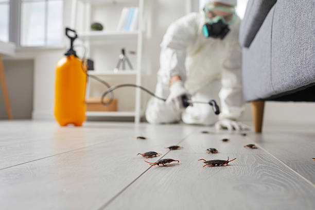 Post-Treatment Bed Bug Interceptor Monitoring in Denver